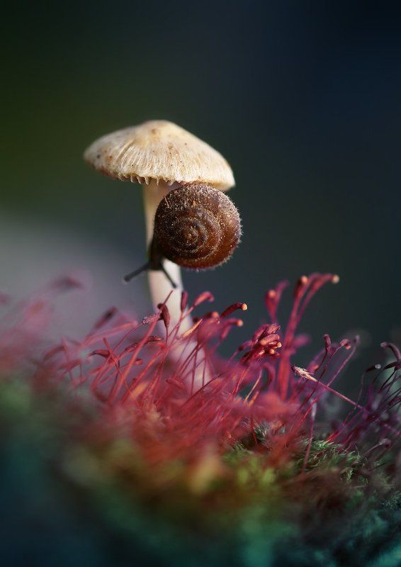 Про грибочки фото превью