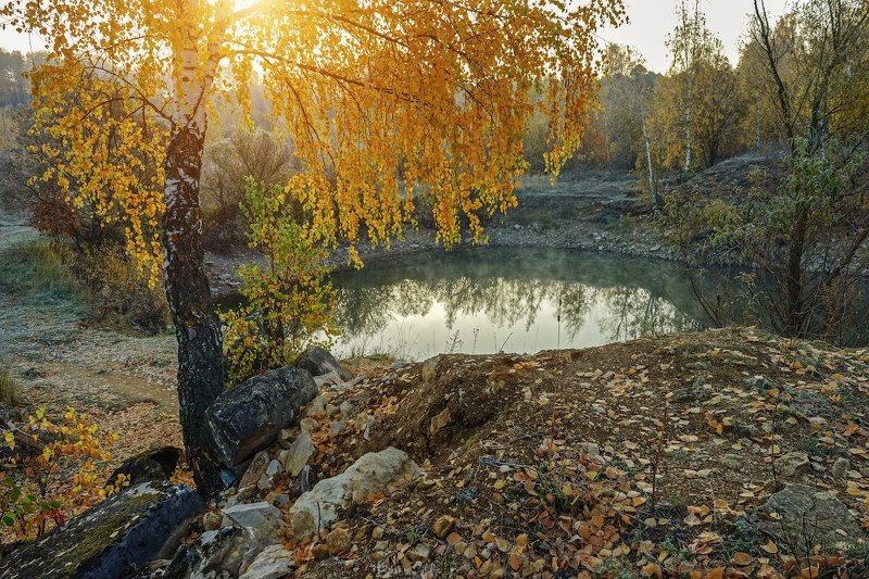 Золотая береза. фото превью