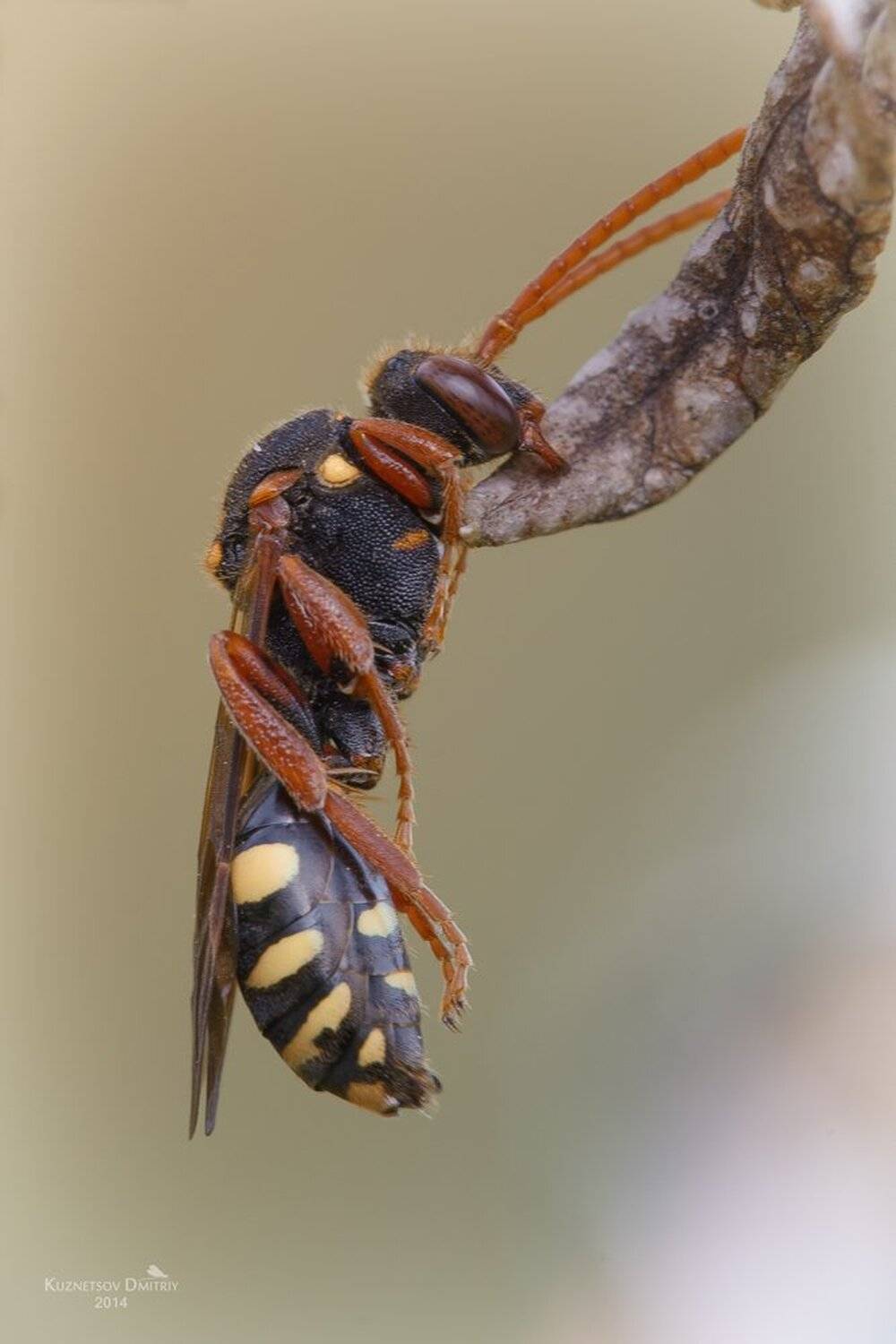 , Кузнецов Дмитрий