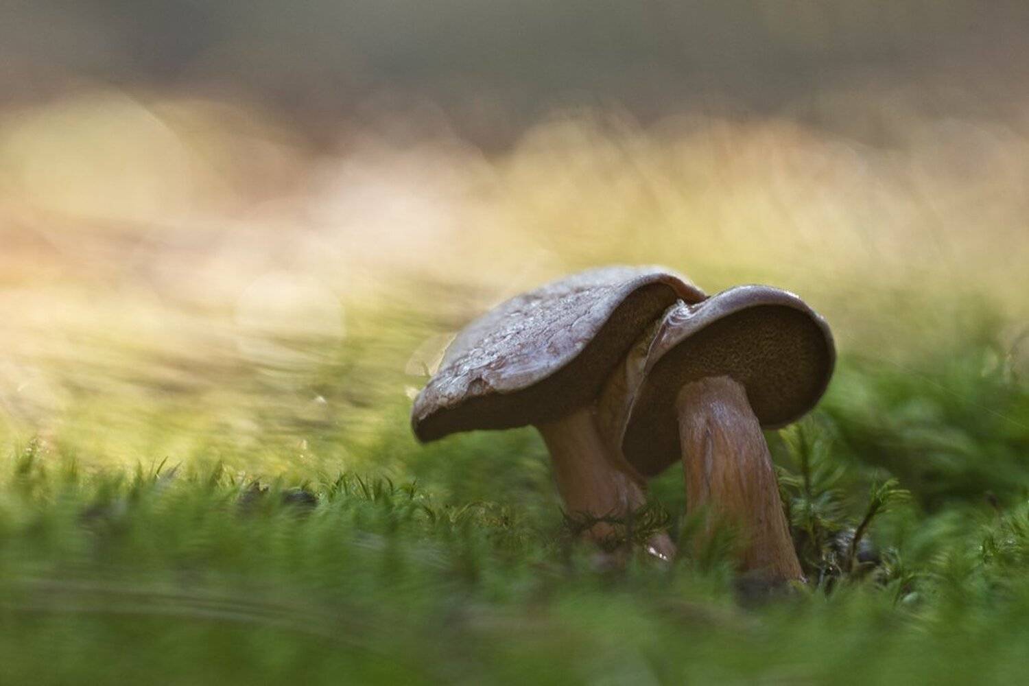 , Геннадий Мещеряков