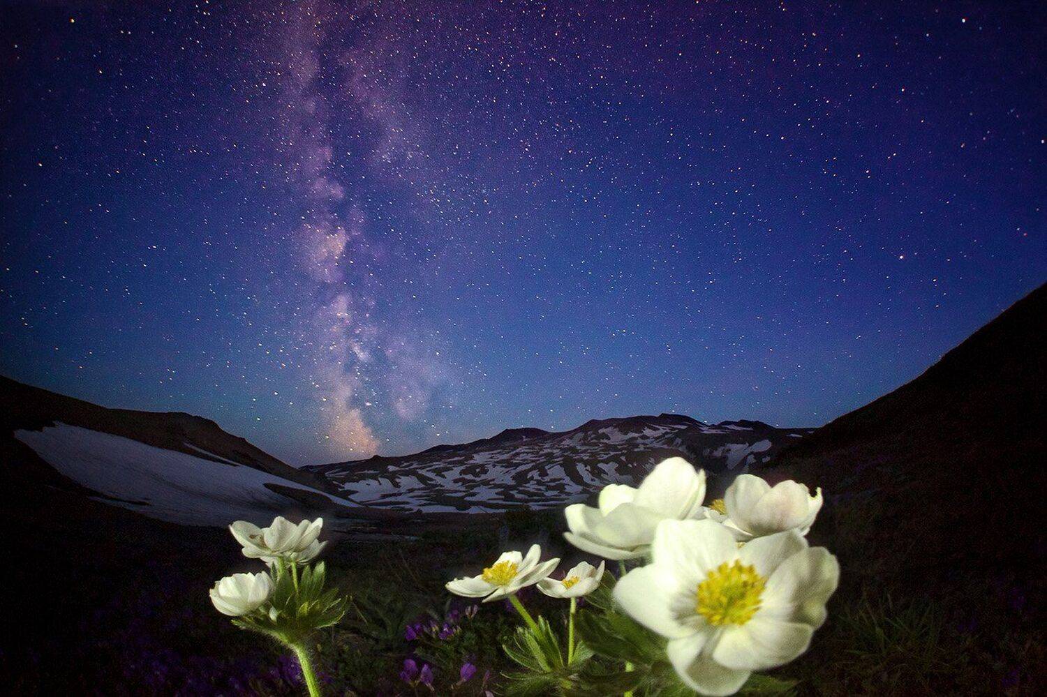 Анемона, Ветреница, Вулкан Горелый, Камчатка, Млечный путь, Ночь, Цветок, Никифоров Егор