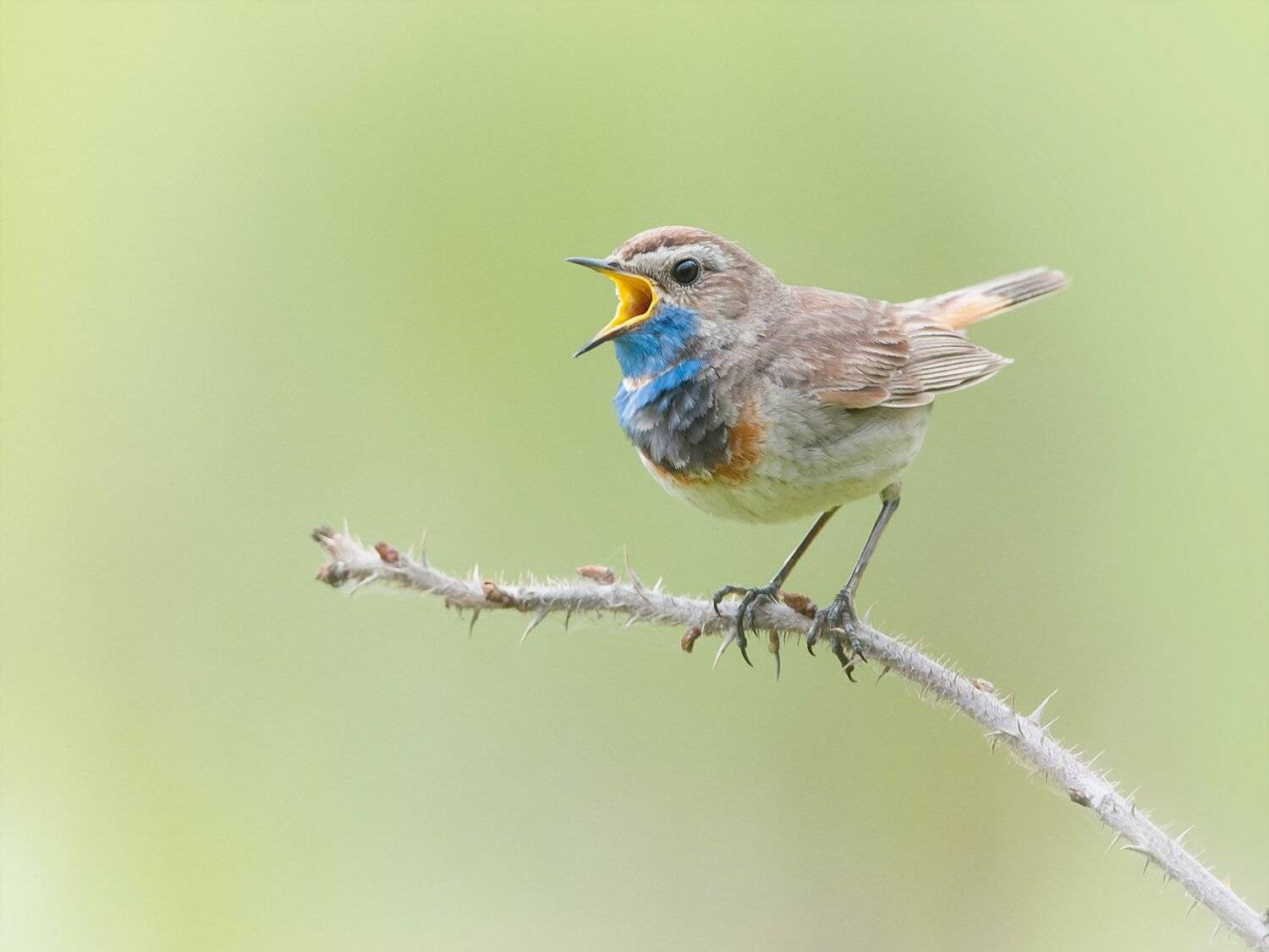 , Валерий Субачев