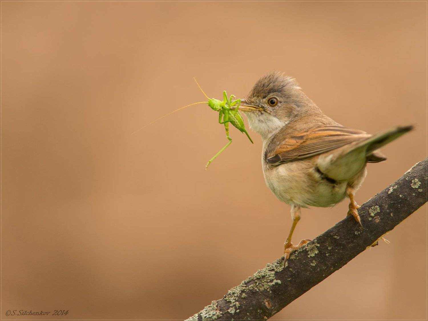 Птицы, Славка серая, Сергей Сильченков
