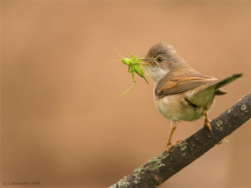 Птицы, Славка серая Кузнец для MACRO нужен? фото превью