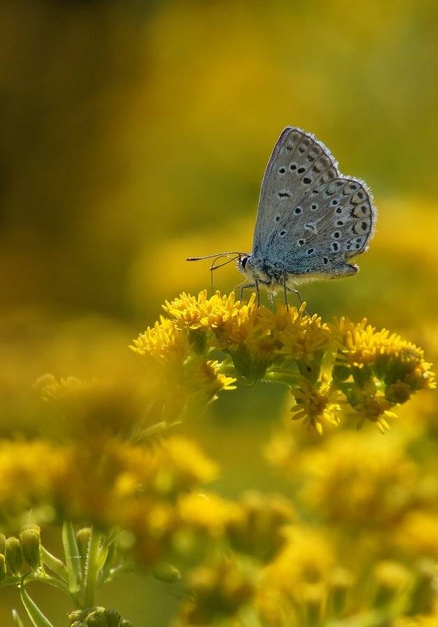 , Чепленко Алексей