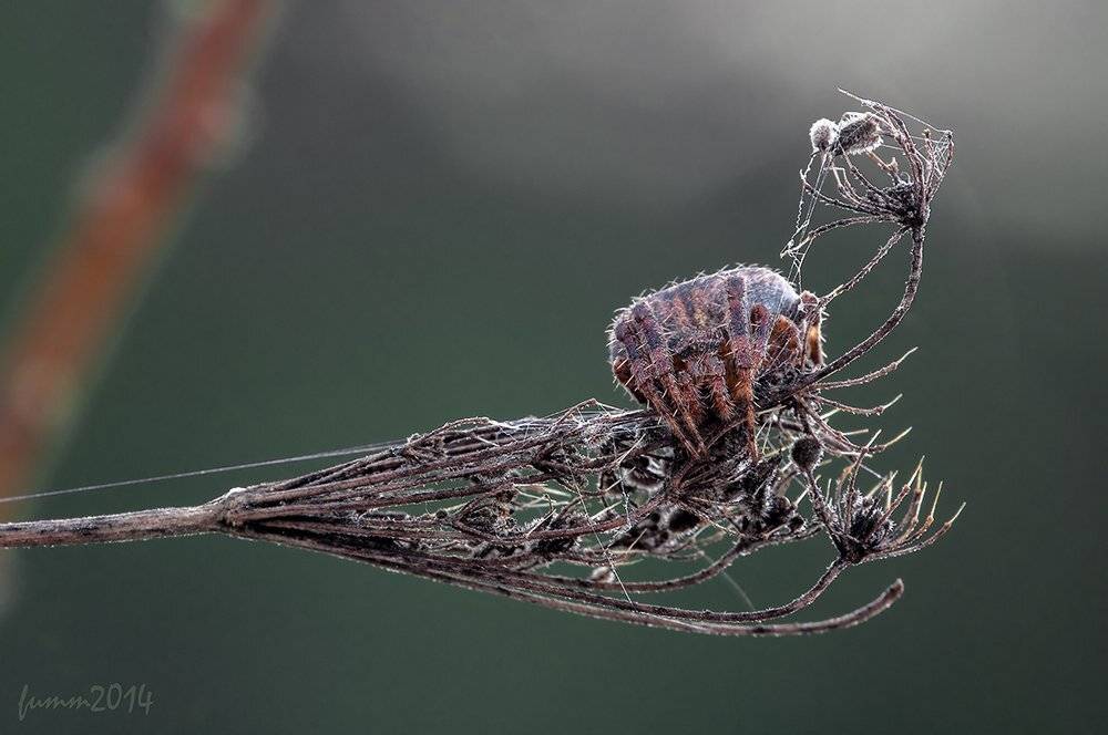 , Игорь ФУММ