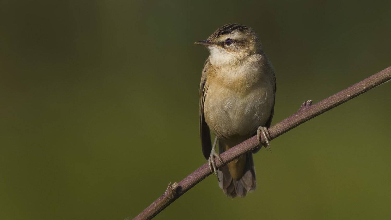 , Ляпустин Юра
