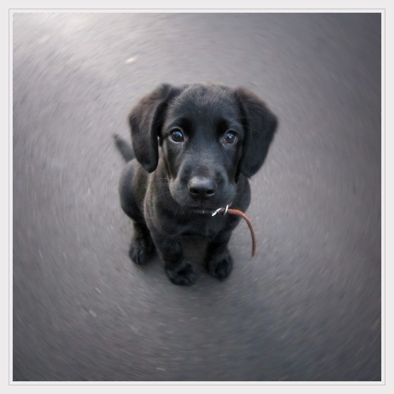 Bruno фото превью