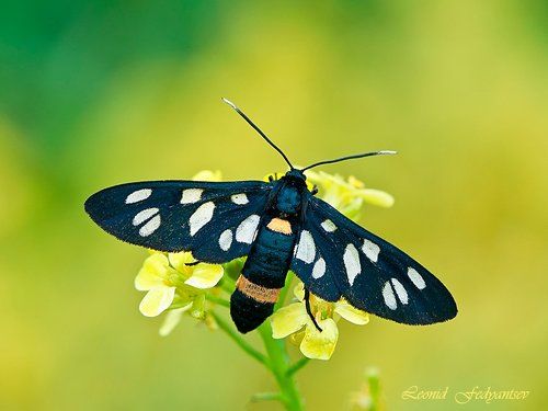 Макроэтюд с медведицей