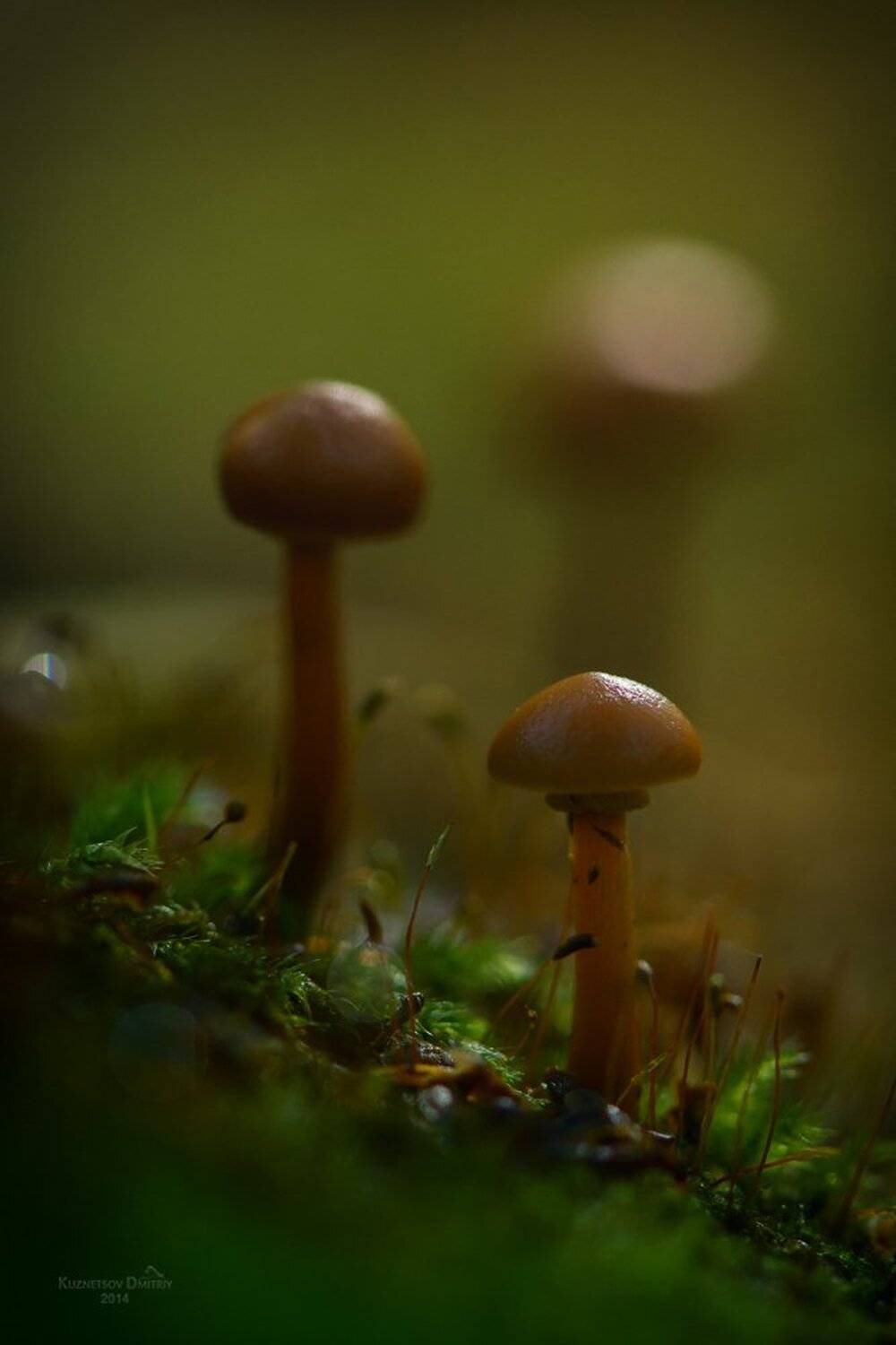 , Кузнецов Дмитрий