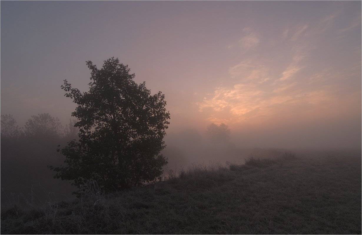 , Николай Шахманцир