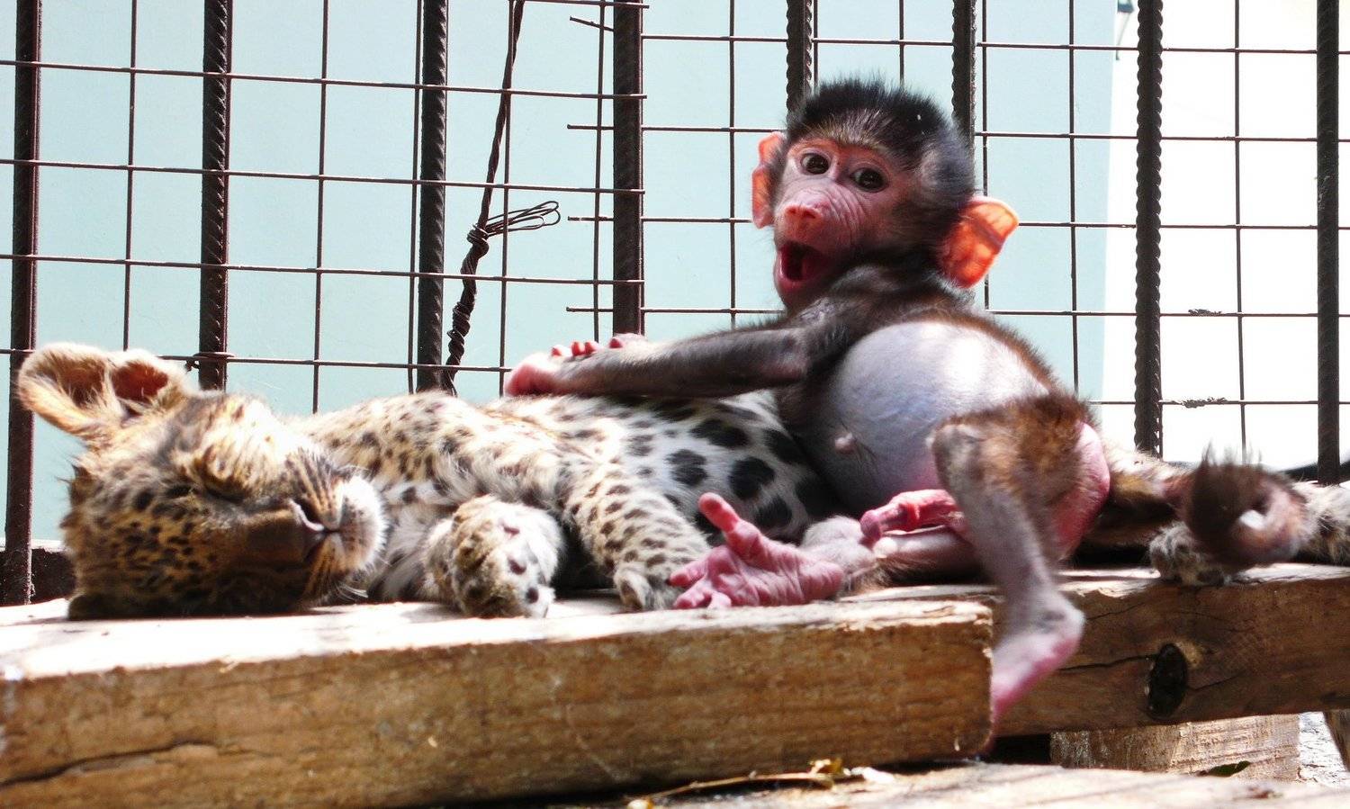 , Александр Перов