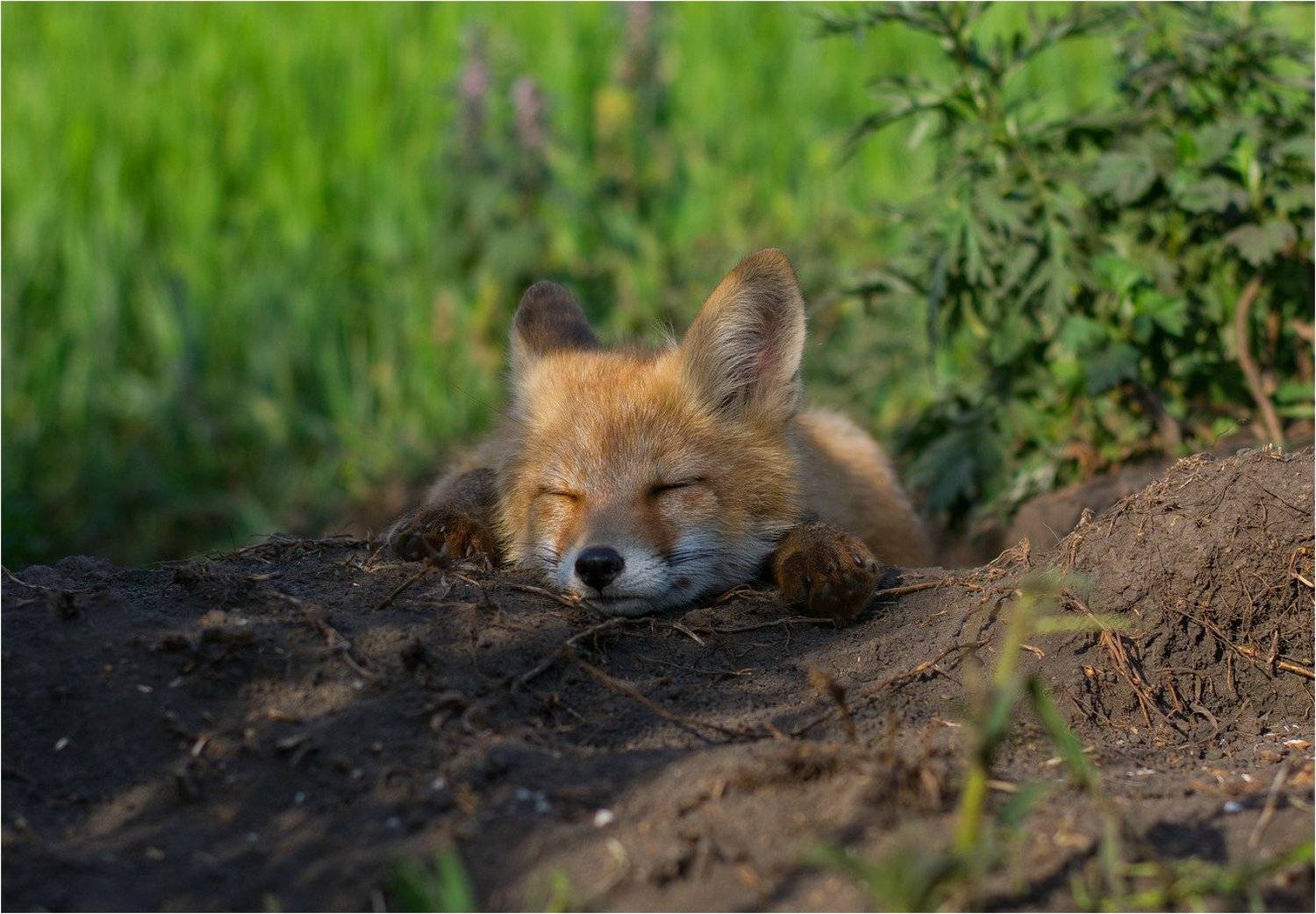 , Руслан Сигушин