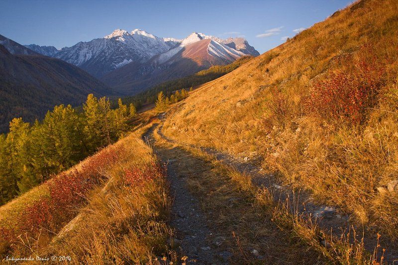 2014, алтай, горы, дорога, лиственницы, маашей, осень, россия, снег, трава *** фото превью