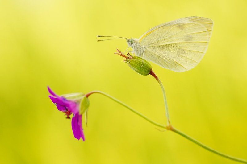 Мой маленький, красивый мир ... фото превью