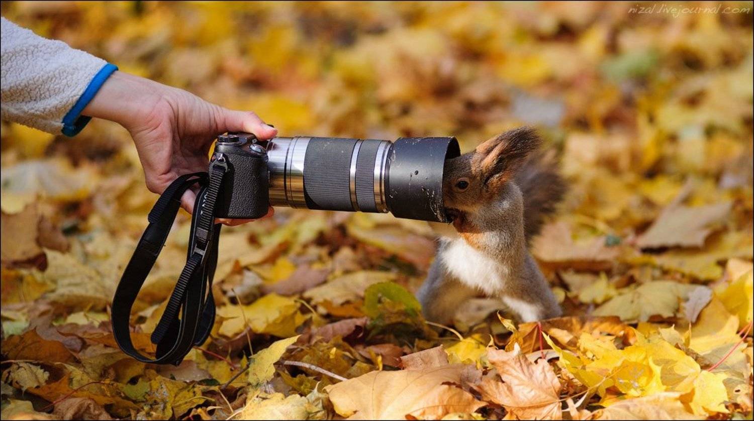 , Алексей Низовцев