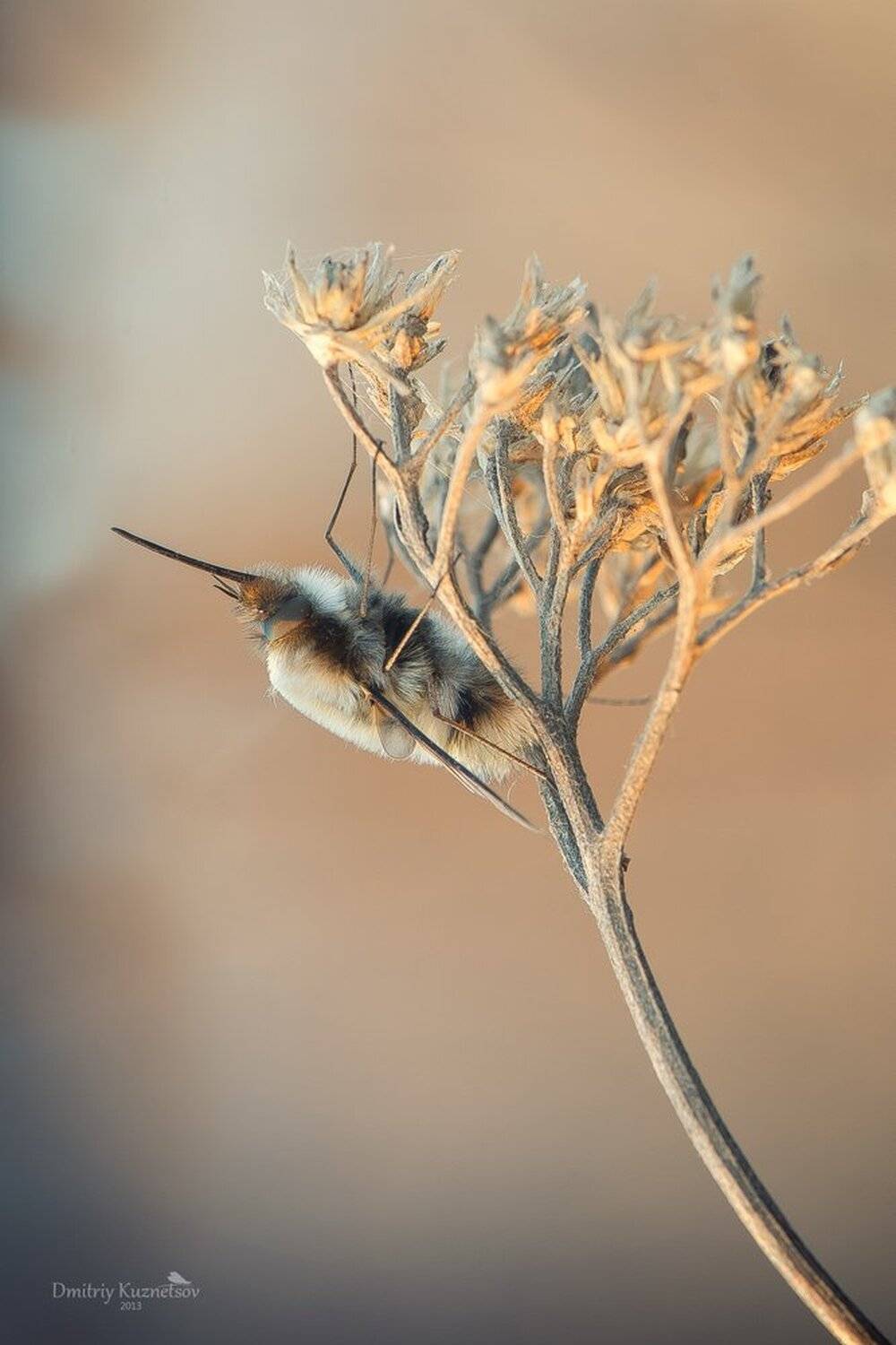, Кузнецов Дмитрий