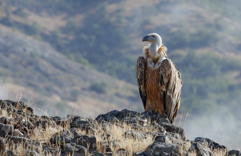 Griffon vulture фото превью