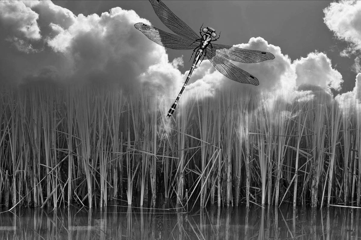 , Yehan Wang