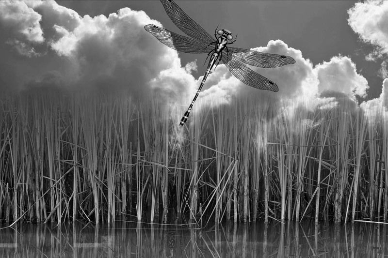 dragonfly фото превью