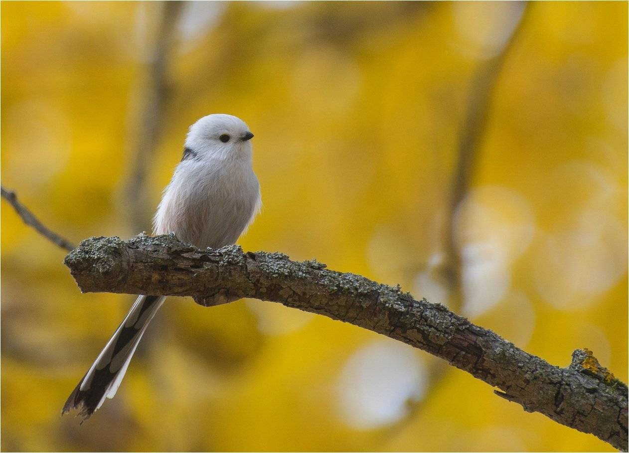 , Руслан Сигушин
