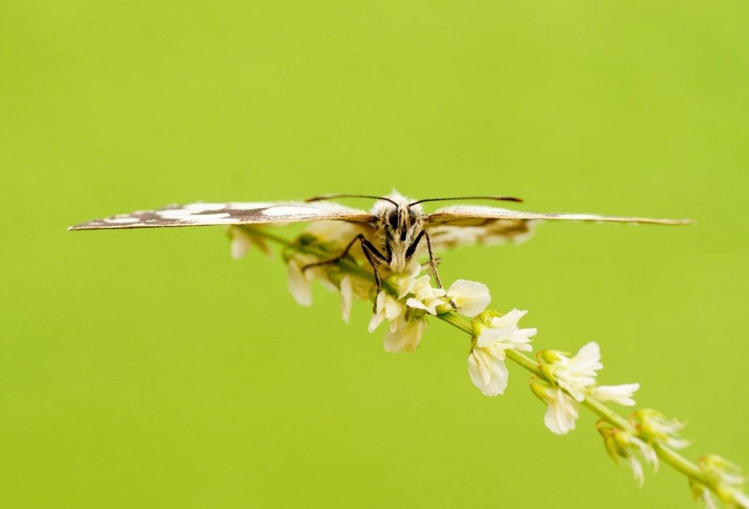 , Zbyszek  Walkiewicz