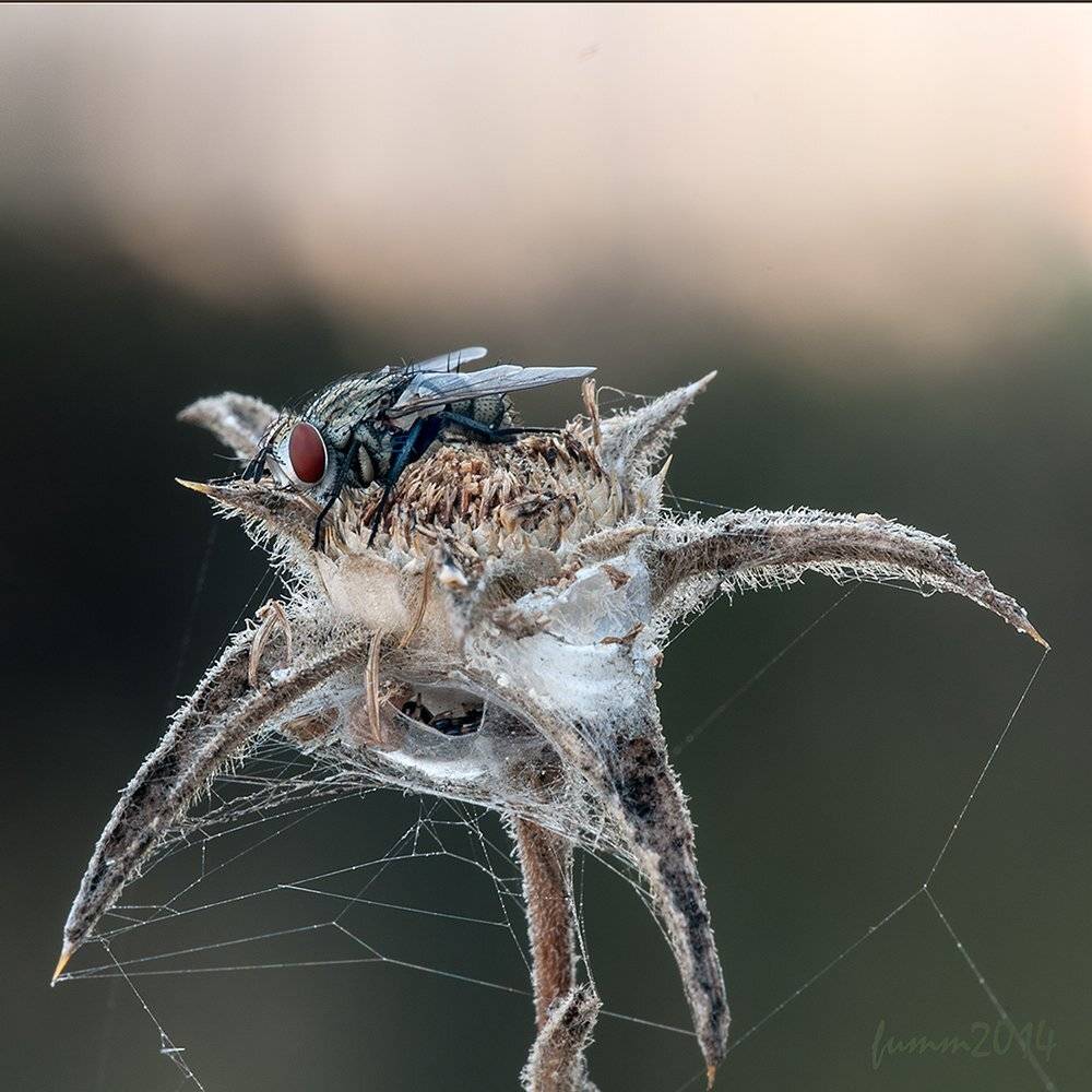 , Игорь ФУММ