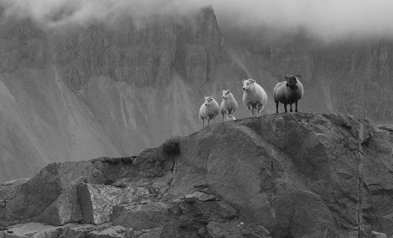 Исландская овца, Овца Национальное достояние и гордость Исландии фото превью