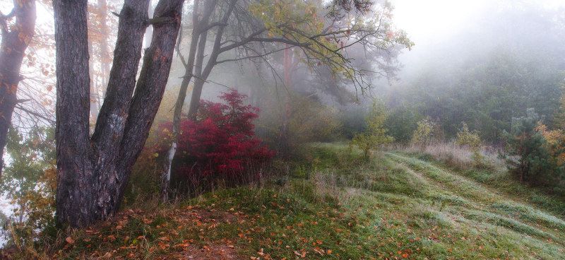утро, рассвет, туман, осень, свислочь, октябрь Заполнение осенью фото превью