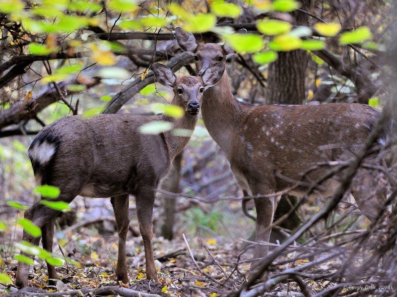 Где-то в осеннем лесу фото превью