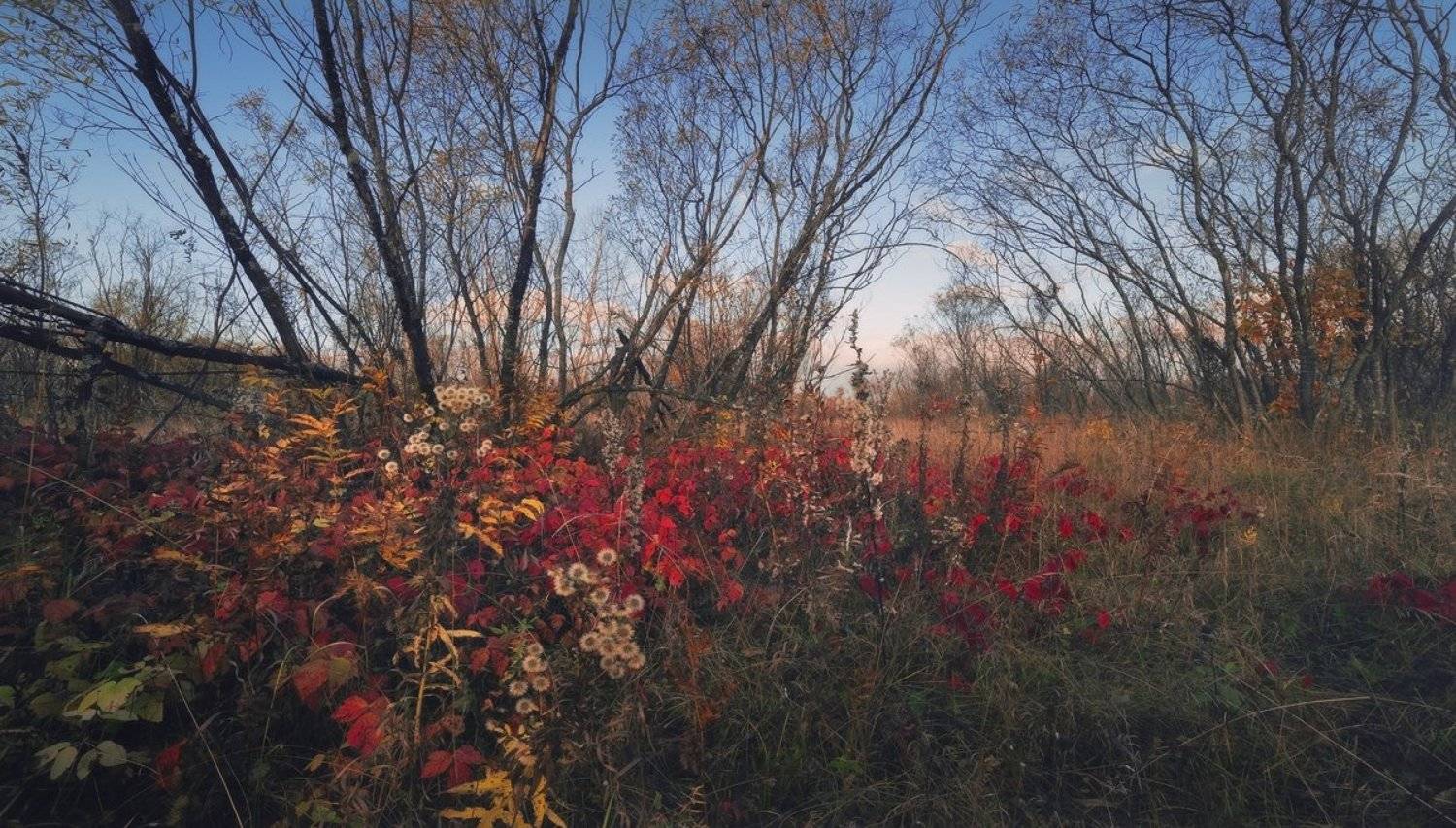 Кострома, Осень, Утро, Борис Богданов