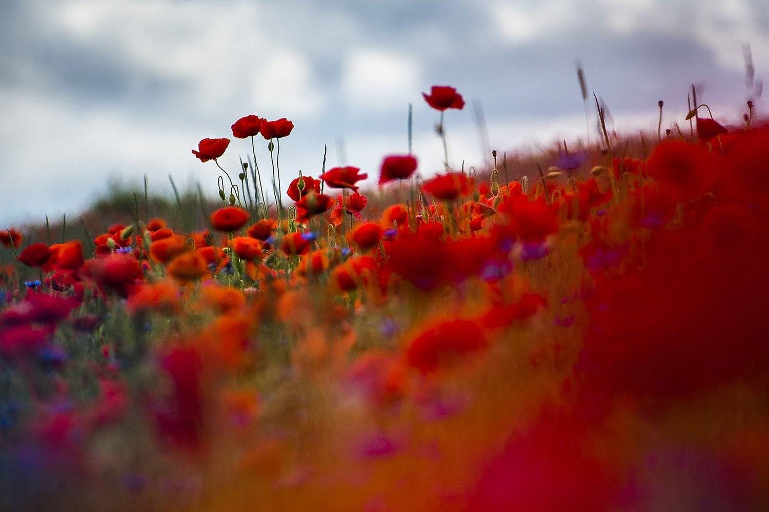 , Rimantas Bikulcius