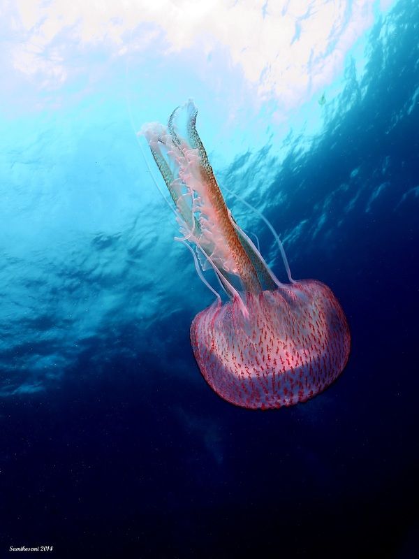 Jellyfish фото превью