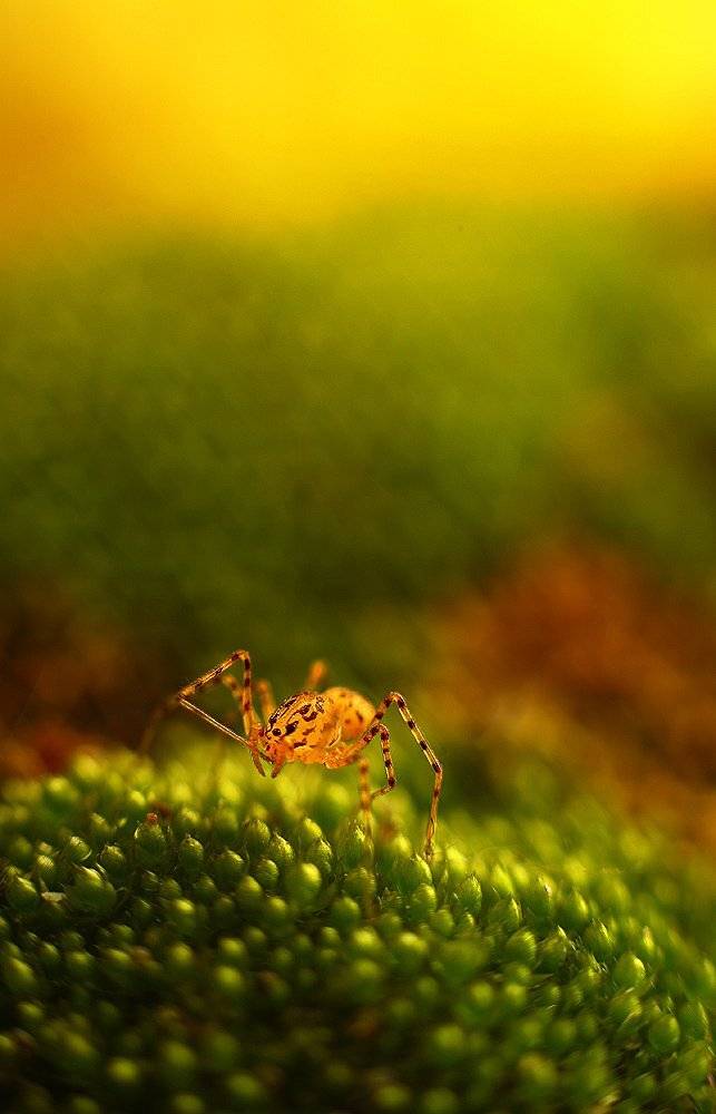 , Франгони Владимир