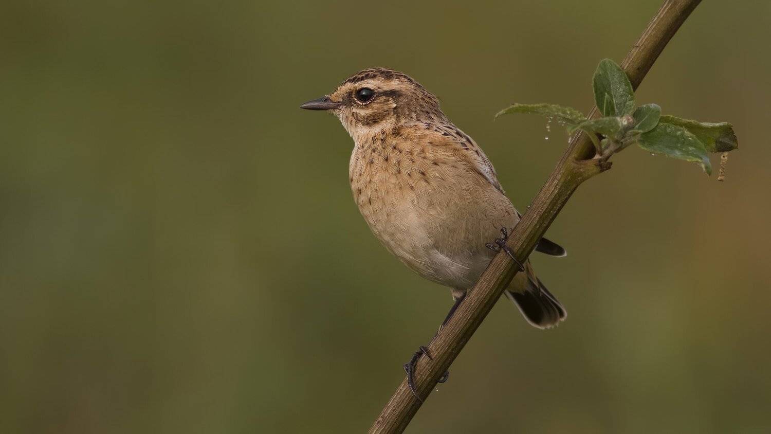 , Ляпустин Юра