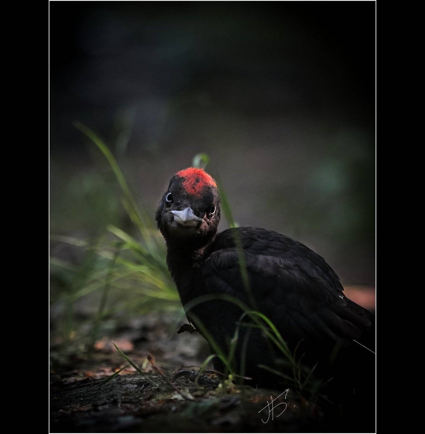 , Бамбизов Андрей