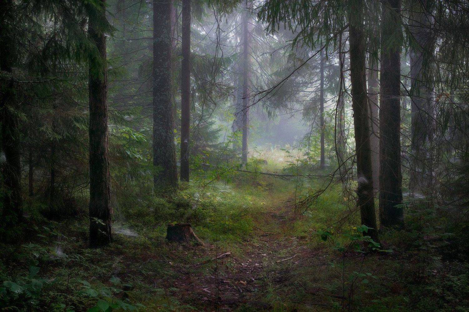 , Дмитрий Алексеев