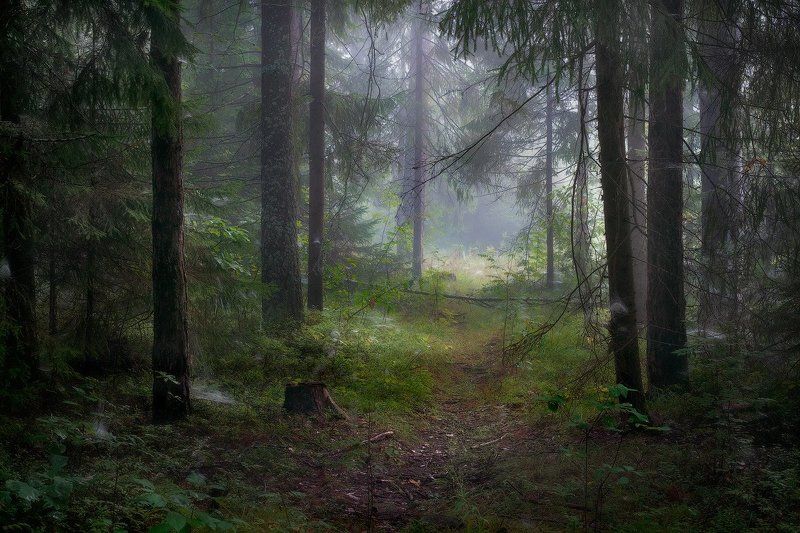 Тропинка... фото превью