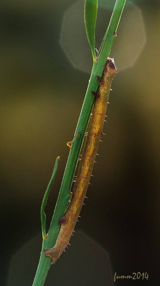 , Игорь ФУММ