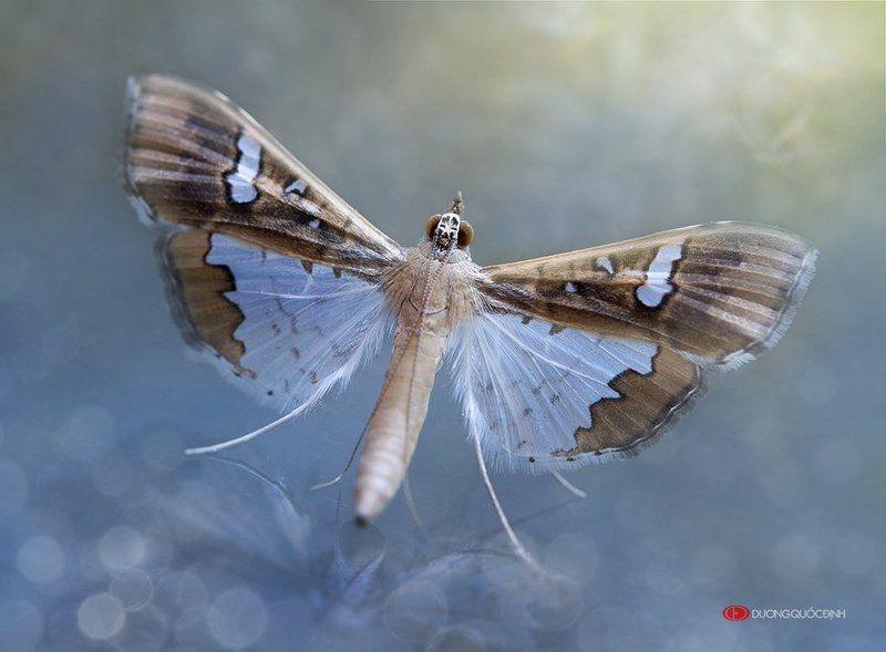 Macro DQD фото превью