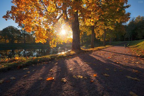 гатчинская графика жёлтого листа