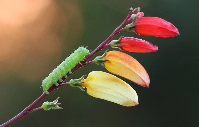 Клювы туканов фото превью