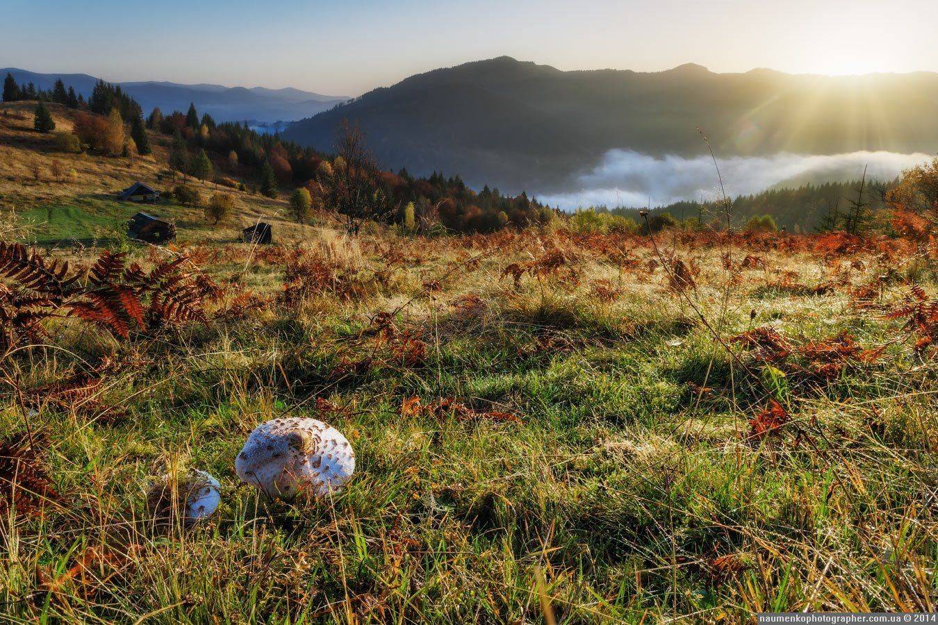 горы,	зеленый,	карпаты,	луг, природа,	рассвет,	роса, склон,	солнце,	трава,	туман, дземброня, Александр