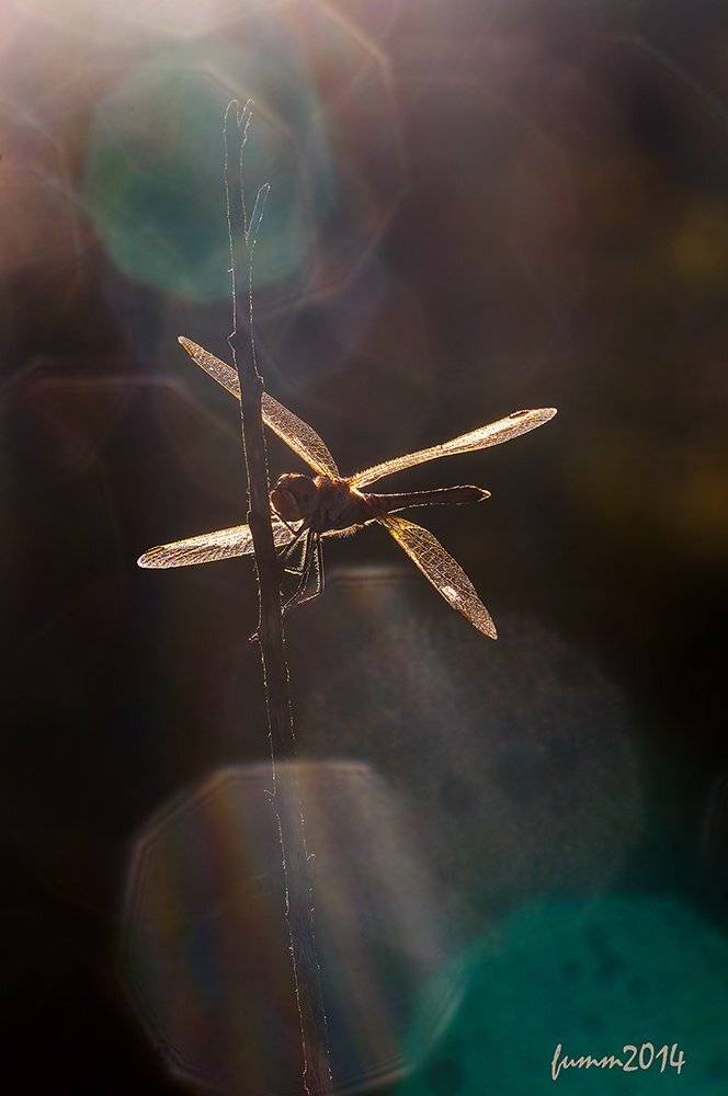 , Игорь ФУММ