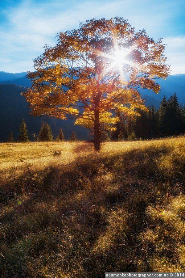 горы,	зеленый,	карпаты,	луг, природа,	рассвет,	роса, склон,	солнце,	трава,	туман, дземброня, Александр Науменко