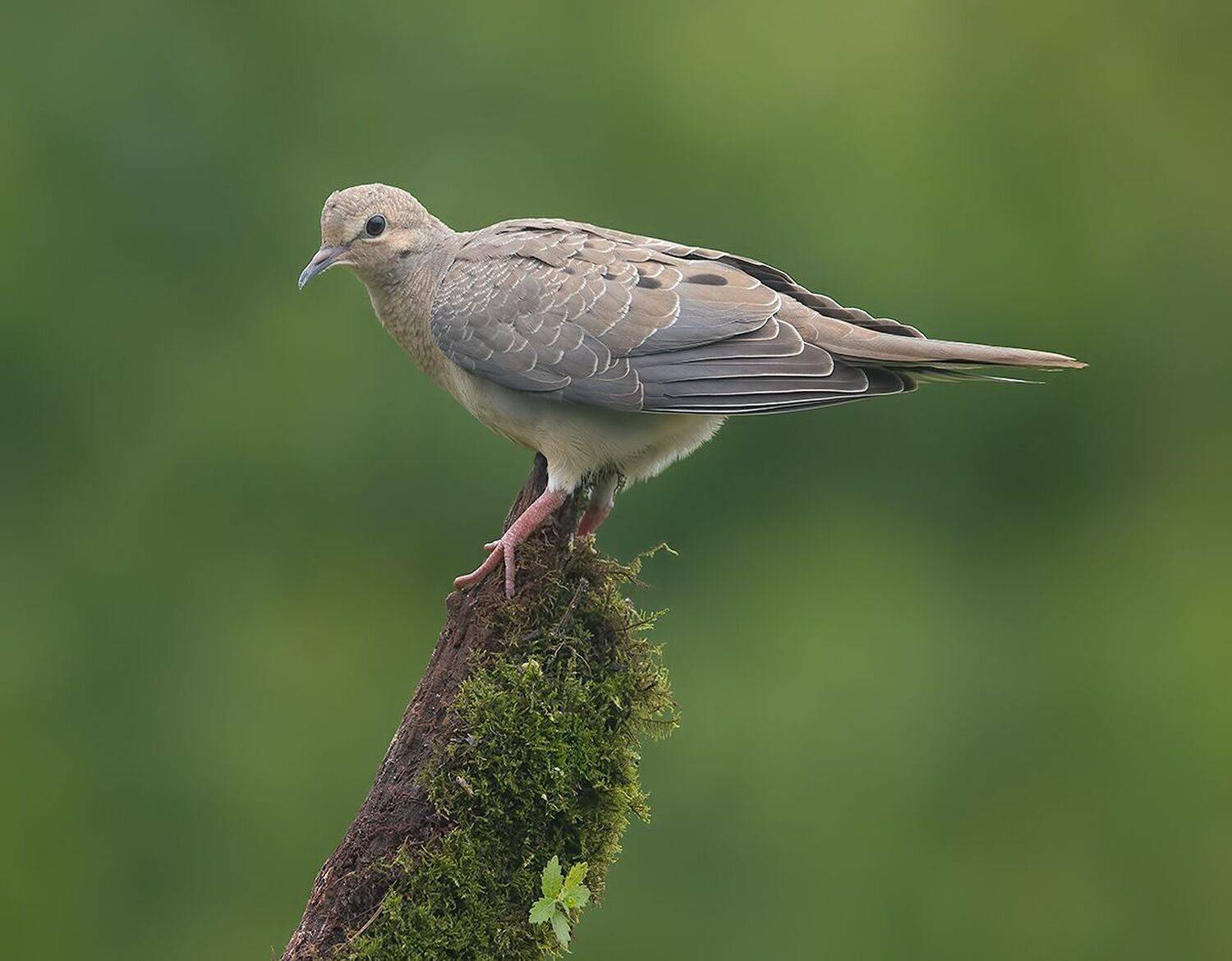 горлица, dove,весна, птицы, mourning dove, плачущая горлица, Etkind Elizabeth