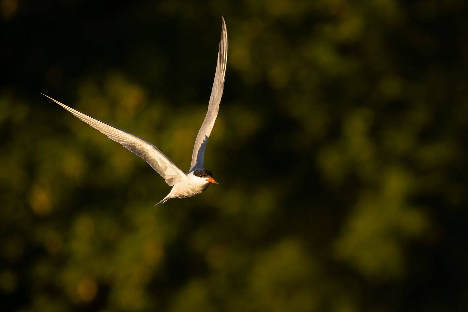 , Robert Adamec