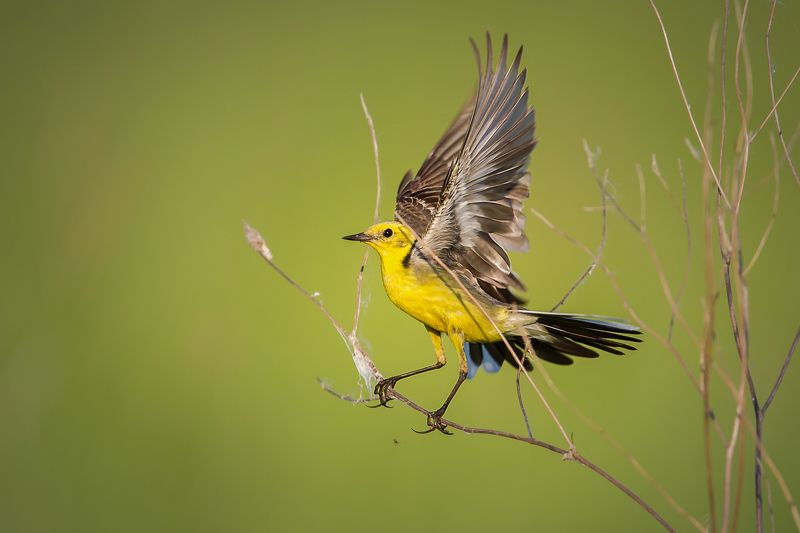 Желтоголовая Трясогузка (Motacilla citreola) фото превью
