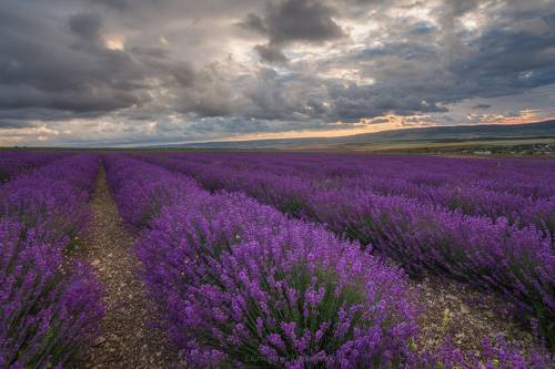 Лаванда цветет