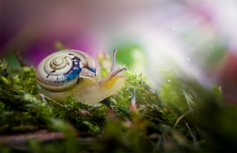 улитка, макро, природа, моллюск Улитка-путешественница фото превью